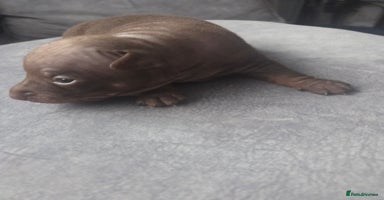 Mexican Hairless dogs American hairless terrier - Advert 7