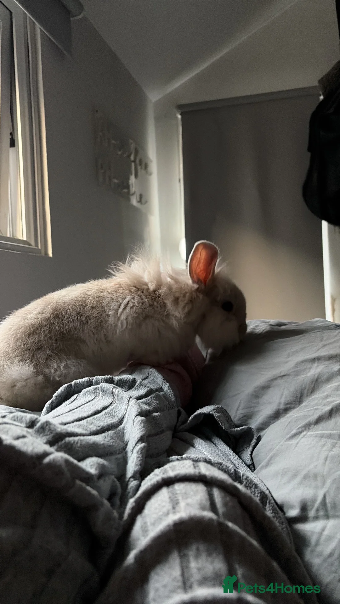 Lionhead rabbits for sale: Beautiful rabbit needing a new 🏡 - Advert 2