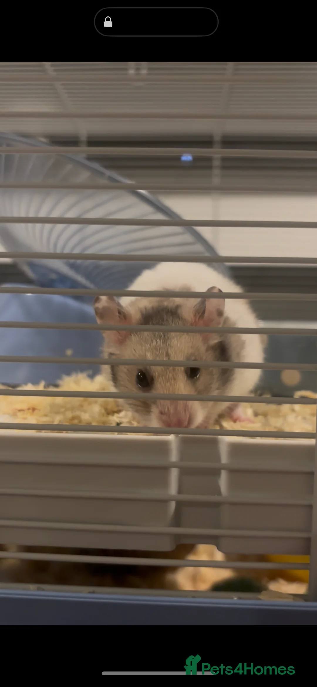 Hamster rodents for sale: Hamster & Cage for sale  - Advert 2