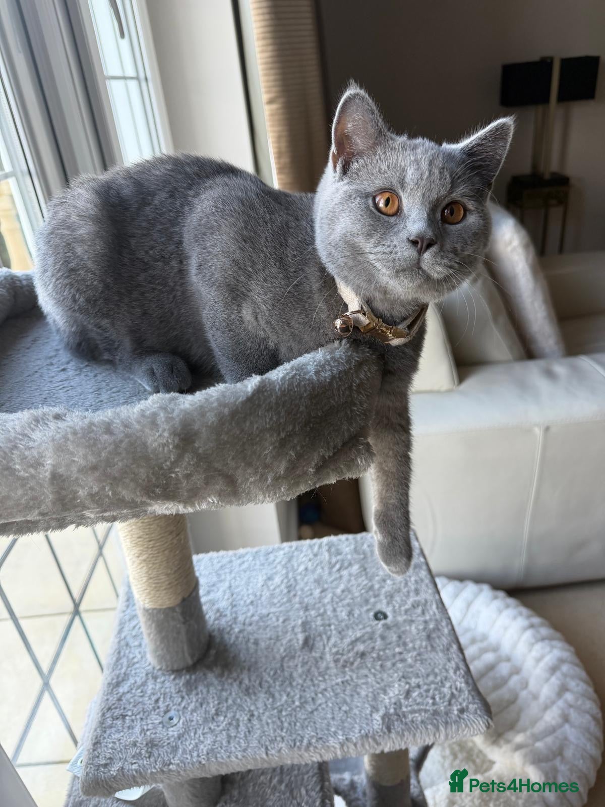 British Shorthair cats for sale: Rocky  - Advert 2