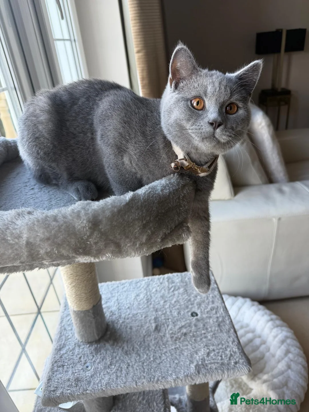 British Shorthair cats for sale: Rocky  in Edinburgh - Advert 2