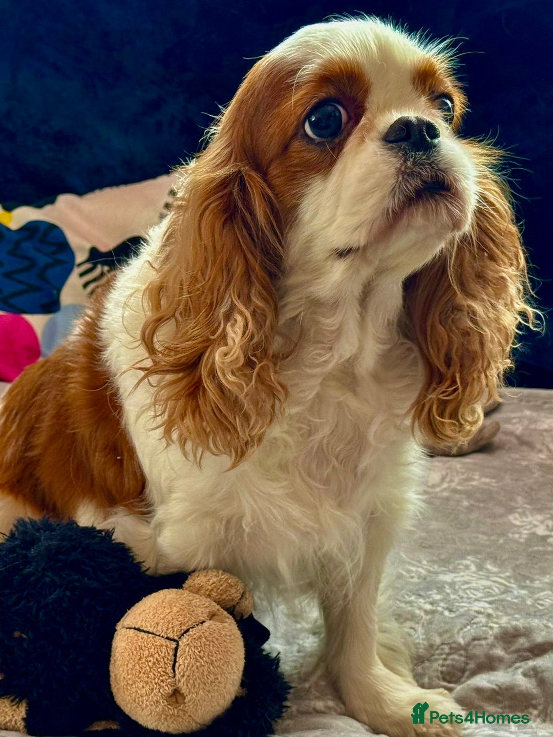 Cavalier King Charles Spaniel dogs for adoption: Daisy’s Story: Saved from the Brink of Death - Image 8