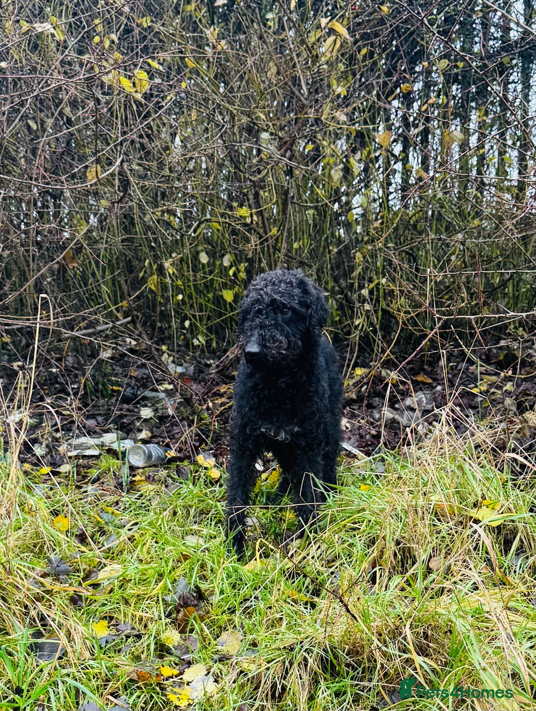 Bedlington Terrier dogs for stud: KC Reg’d Bedlington Terrier at Stud - Advert 4