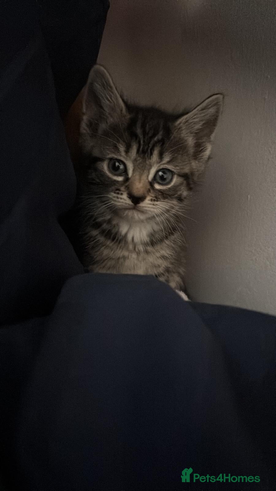 Mixed Breed cats for sale: Kittens - Advert 4