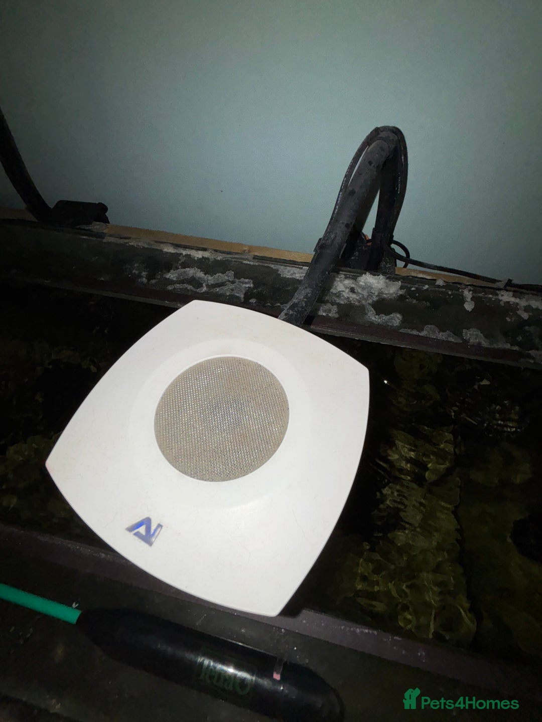 Other/Mixed Breed fish for sale: Marine Tank and Full Set Up  - Image 5