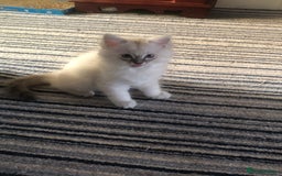 Ragdoll cats for sale: Ragdoll X Chinchilla Persian kittens for sale  - Image 4