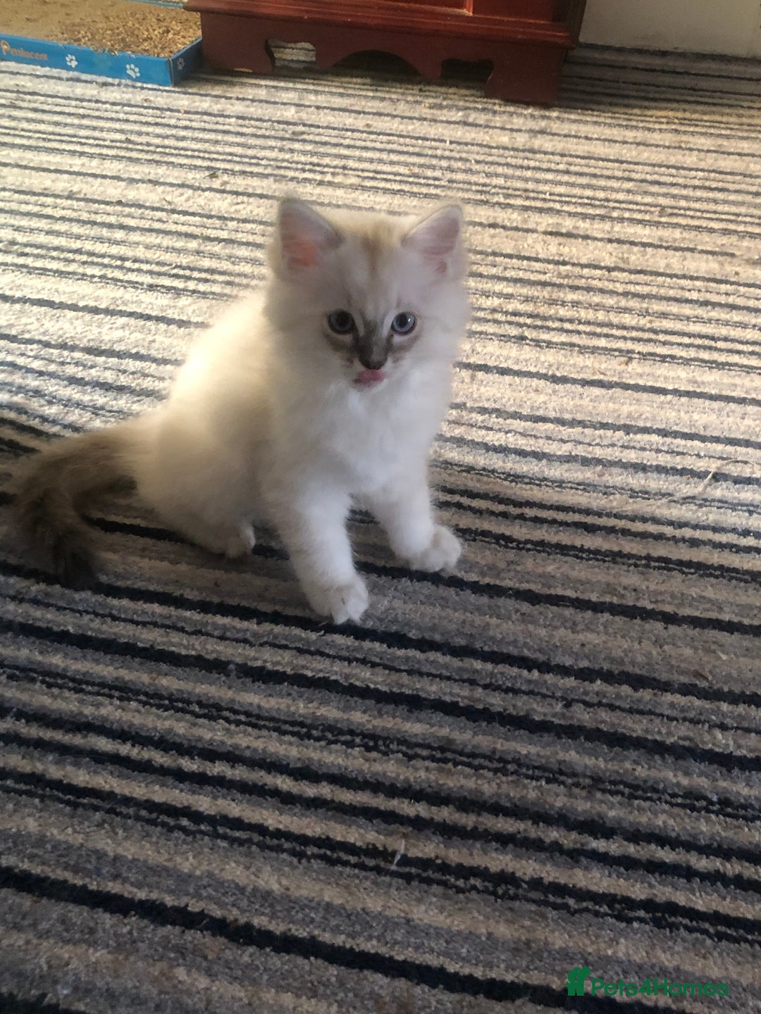Ragdoll cats for sale: Ragdoll X Chinchilla Persian kittens for sale  - Image 4