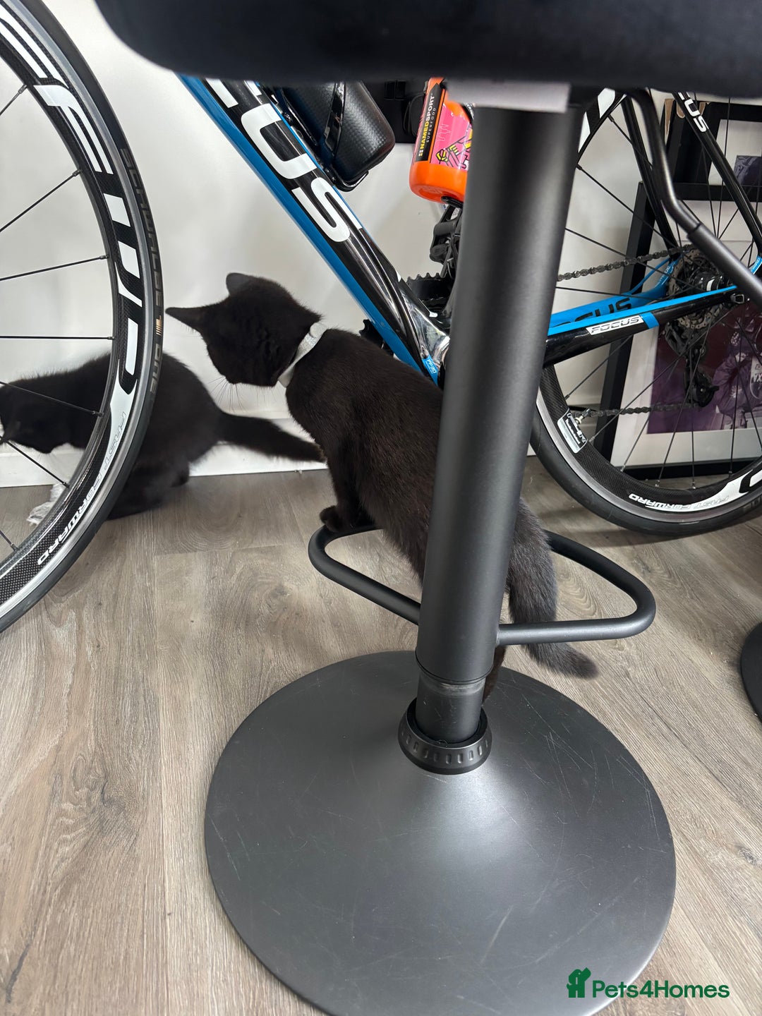 British Shorthair cats for sale: Reduced affectionate Solid Black British shorthair - Image 7