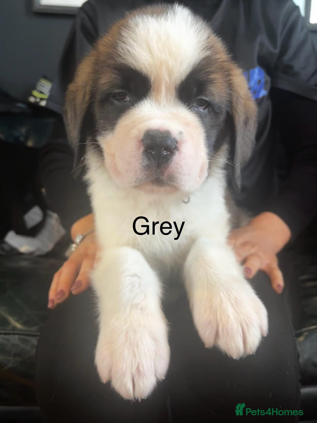 Saint Bernard dogs KC Saint Bernard Puppies READY TO LEAVE NOW!   - Advert 4