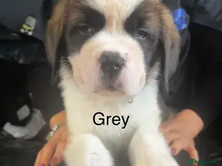 Saint Bernard dogs KC Saint Bernard Puppies READY TO LEAVE NOW! - Advert 4