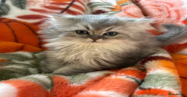 Scottish Fold cats - Advert 2