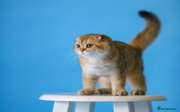 Scottish Fold cats for sale: Scottish Straight Golden Shaded Rare Affectionate - Image 22