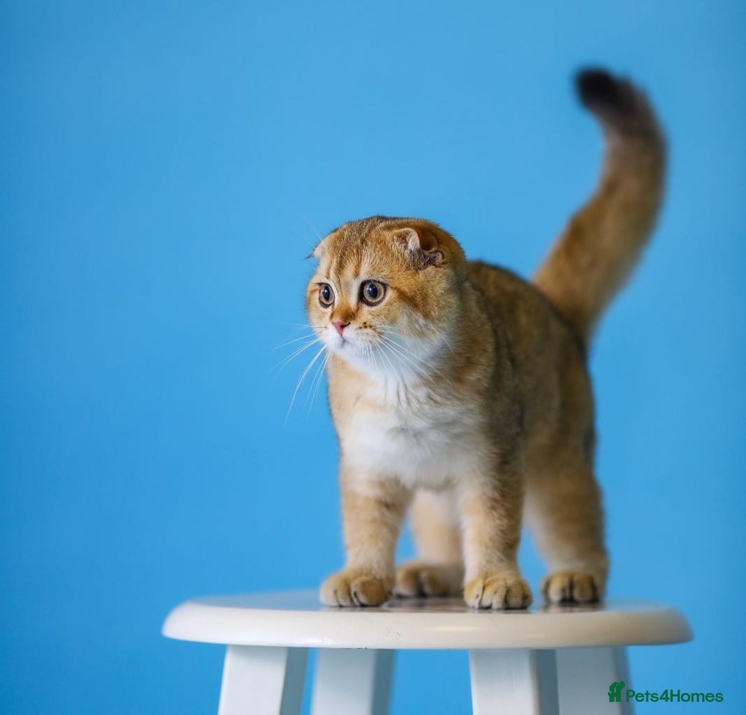 Scottish Fold cats for sale: Scottish Straight Golden Shaded Rare Affectionate - Image 22