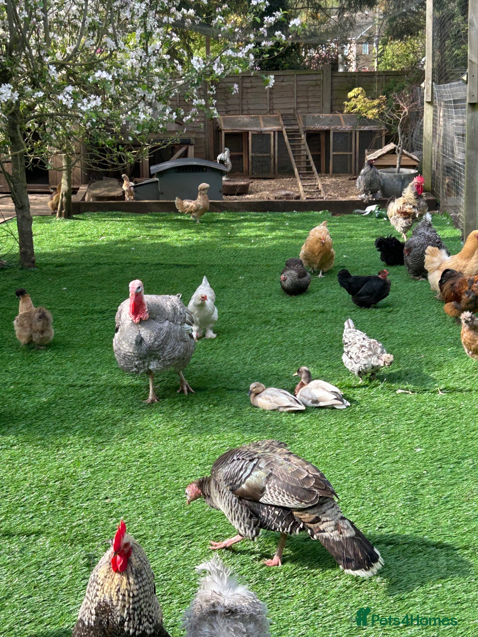 Ducks poultry WANTED - Advert 1