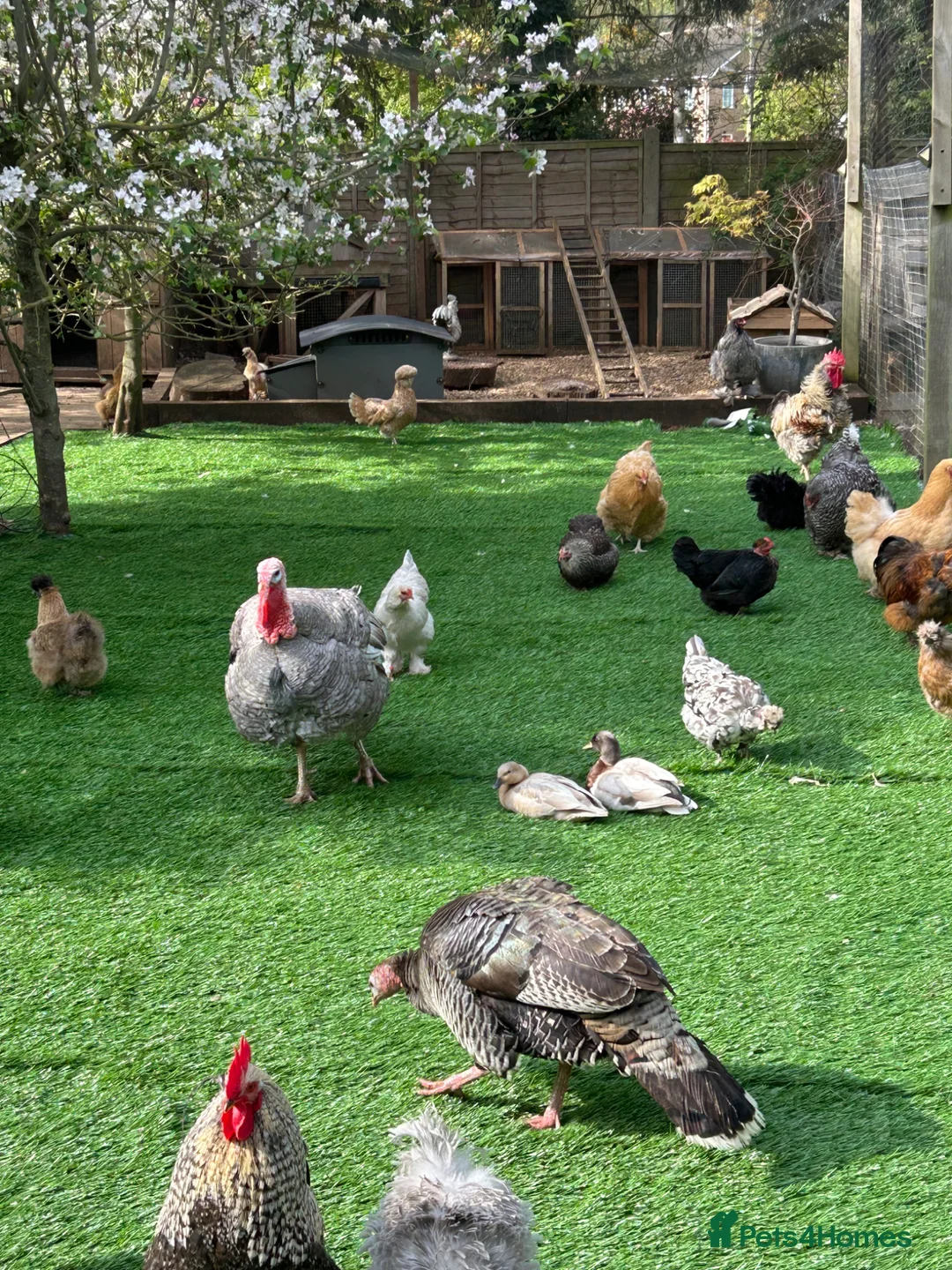 Ducks poultry for sale: WANTED in Grantham - Advert 1