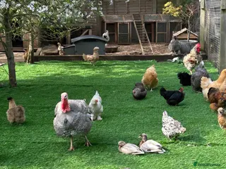 Ducks poultry WANTED - Advert 1