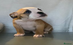 English Bulldog dogs for sale: KC registered English Bulldog Puppies  - Image 10