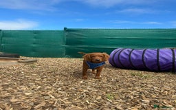Cavapoo dogs for sale: Cavapoo puppy  - Image 7