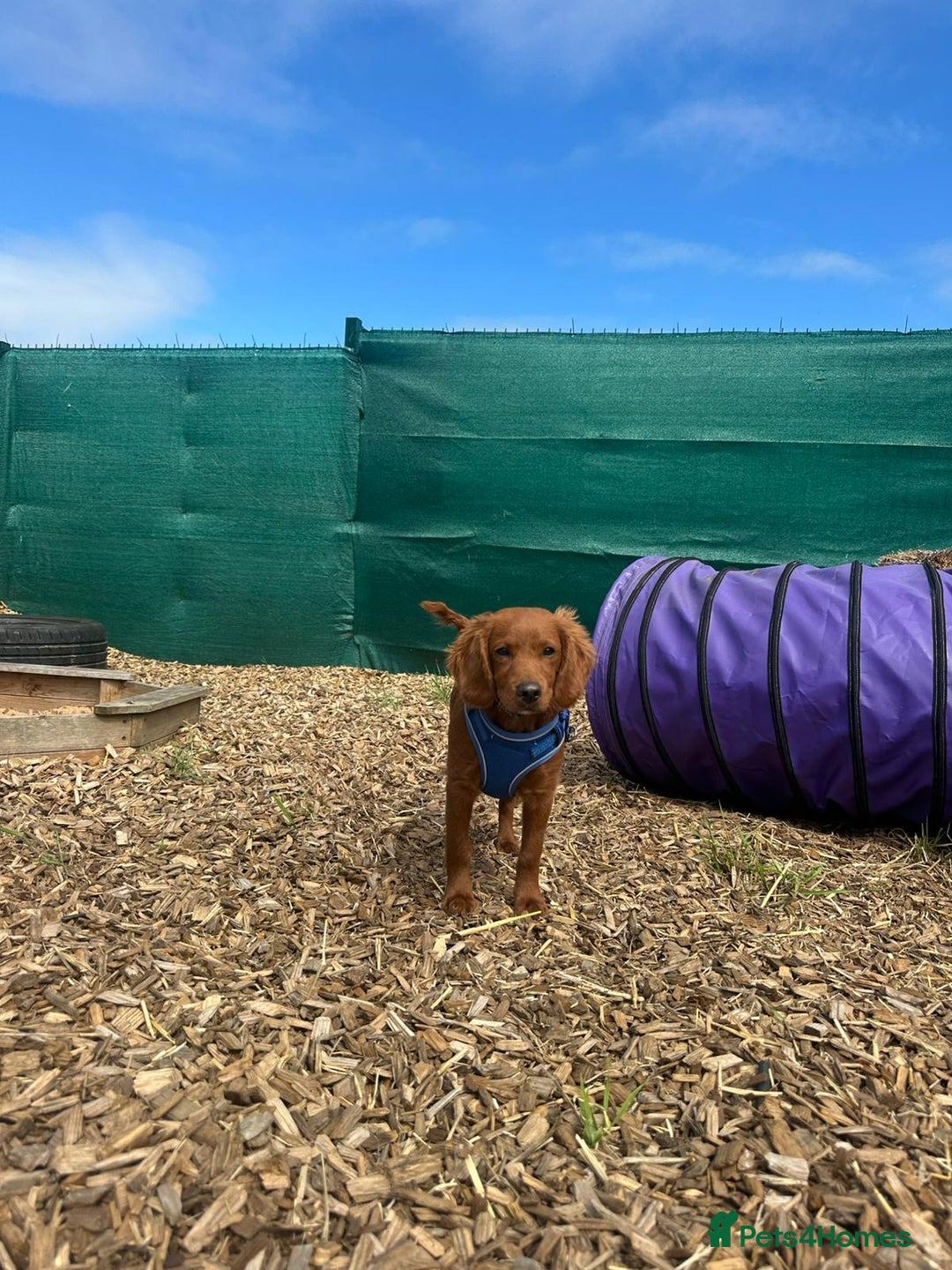 Cavapoo dogs for sale: Cavapoo puppy  - Image 7