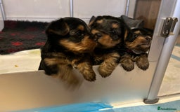 Yorkshire Terrier dogs for sale: Pedigree Healthy toy Yorkshire Terrier pups  - Image 6