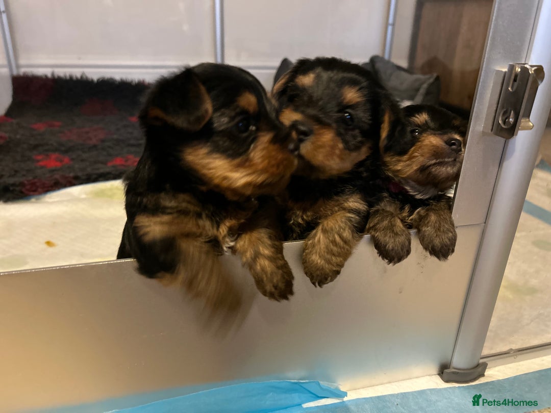 Yorkshire Terrier dogs for sale: Pedigree Healthy toy Yorkshire Terrier pups  - Image 6