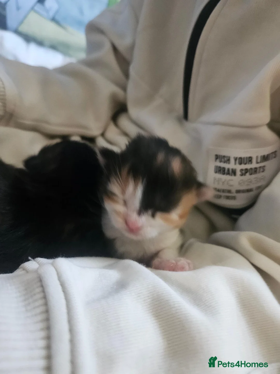 Mixed Breed cats for sale: Beautiful kittens for sale - Advert 2