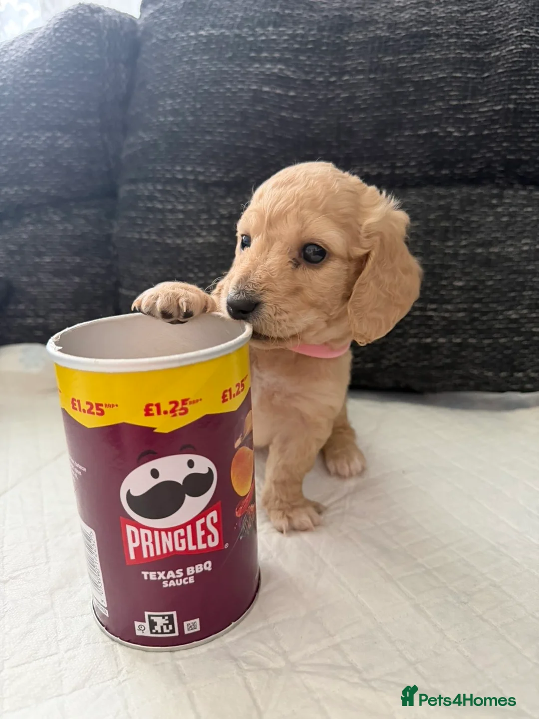 Miniature Dachshund dogs for sale: Cream long haired mini dachshund puppies - Advert 5