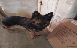 German Shepherd dogs for sale: Zeus  - Advert 3