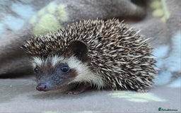 Pygmy Hedgehog rodents for sale: African Pygmy Hedgehog Hoglets  - Image 20