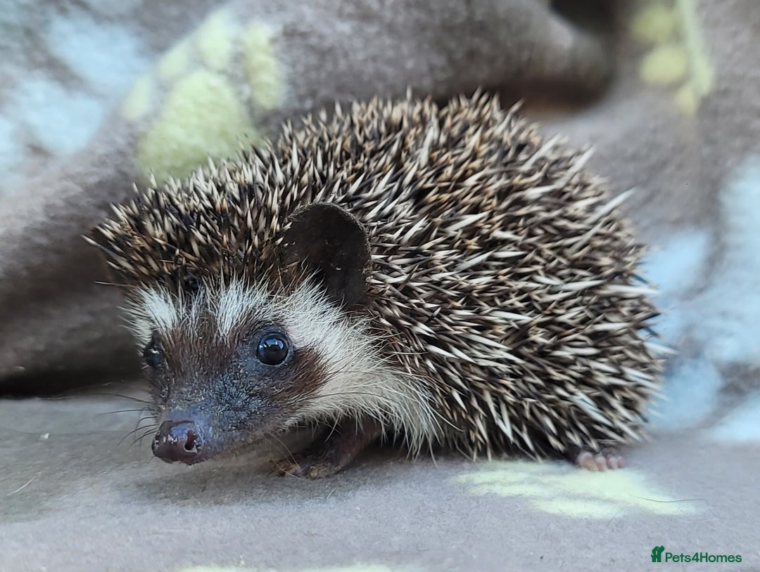 Pygmy Hedgehog rodents for sale: African Pygmy Hedgehog Hoglets  - Image 20