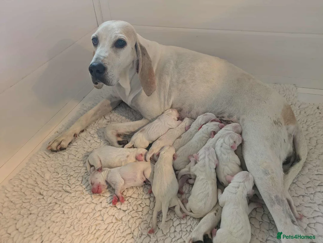 Mixed Breed dogs for sale: Porcelaine Hound Puppy - Advert 2