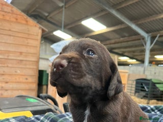 Mixed Breed dogs GWP x Hungarian wirehaired Viszla - Advert 7