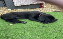 Great Dane dogs for sale: Highest health tested GD pups uk - Image 2