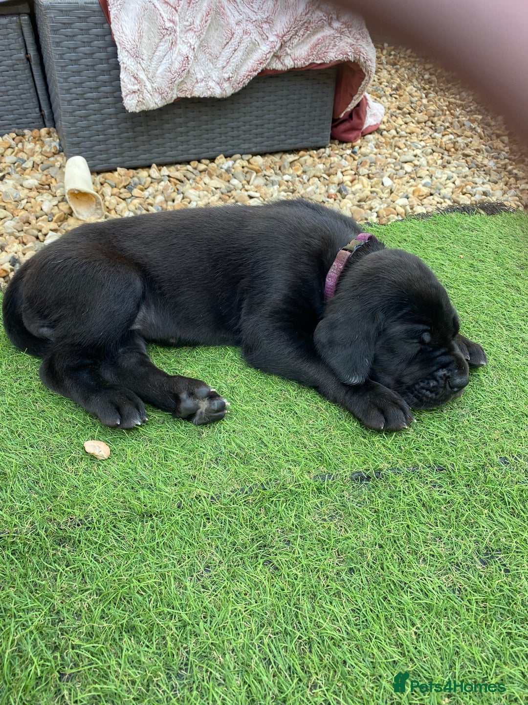 Great Dane dogs for sale: Highest health tested GD pups uk - Image 2