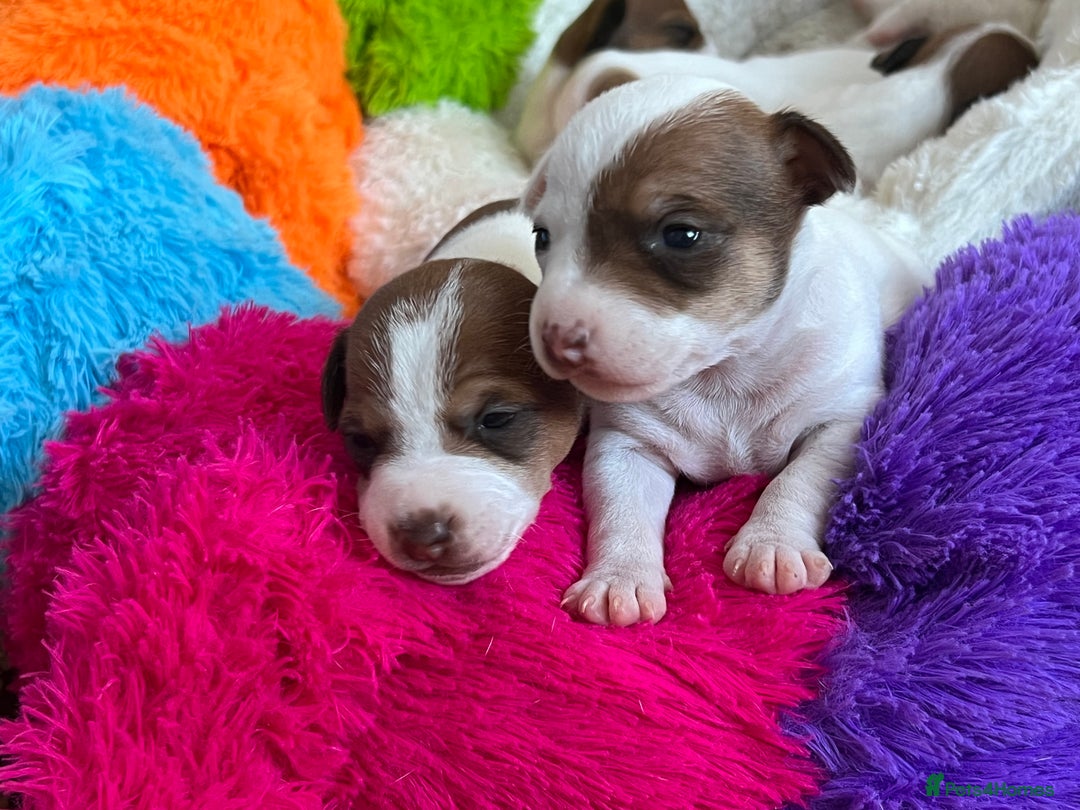 Jack Russell dogs for sale: Stunning Miniature Jack Russell Puppies!!! - Advert 12