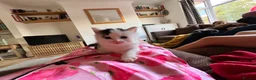 Russian Blue cats for sale: 2 x Black and white female russian blue kittens in Taunton - Advert 7
