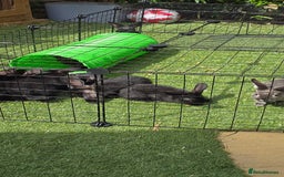 Dwarf Lop rabbits for sale: 9 Dwarf lop Rabbits ready for a new home - Image 5
