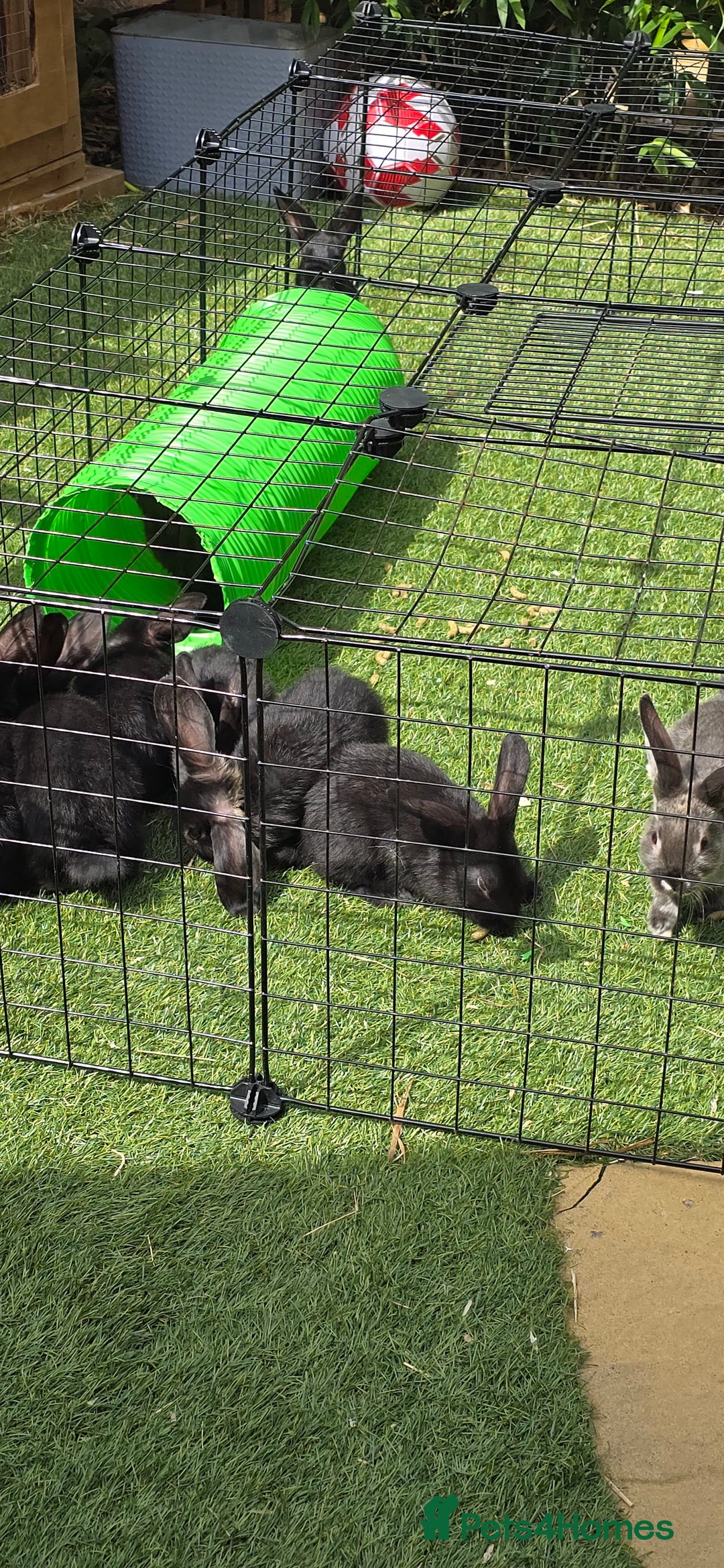 Dwarf Lop rabbits for sale: 9 Dwarf lop Rabbits ready for a new home - Image 5