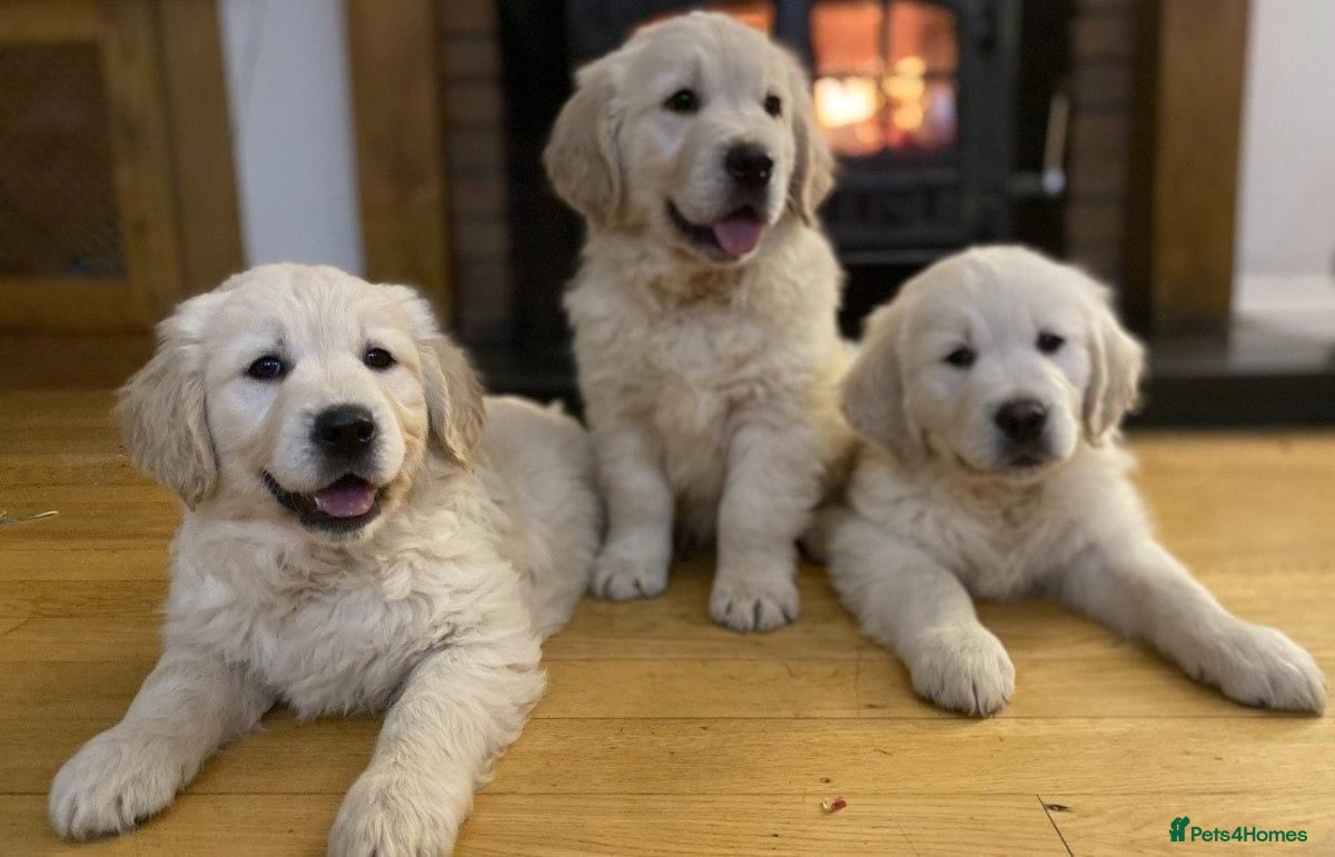 Golden Retriever dogs Top quality golden retriever puppies - Advert 6