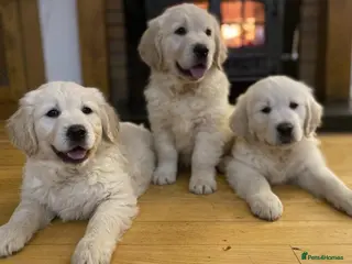 Golden Retriever dogs Top quality golden retriever puppies - Advert 6