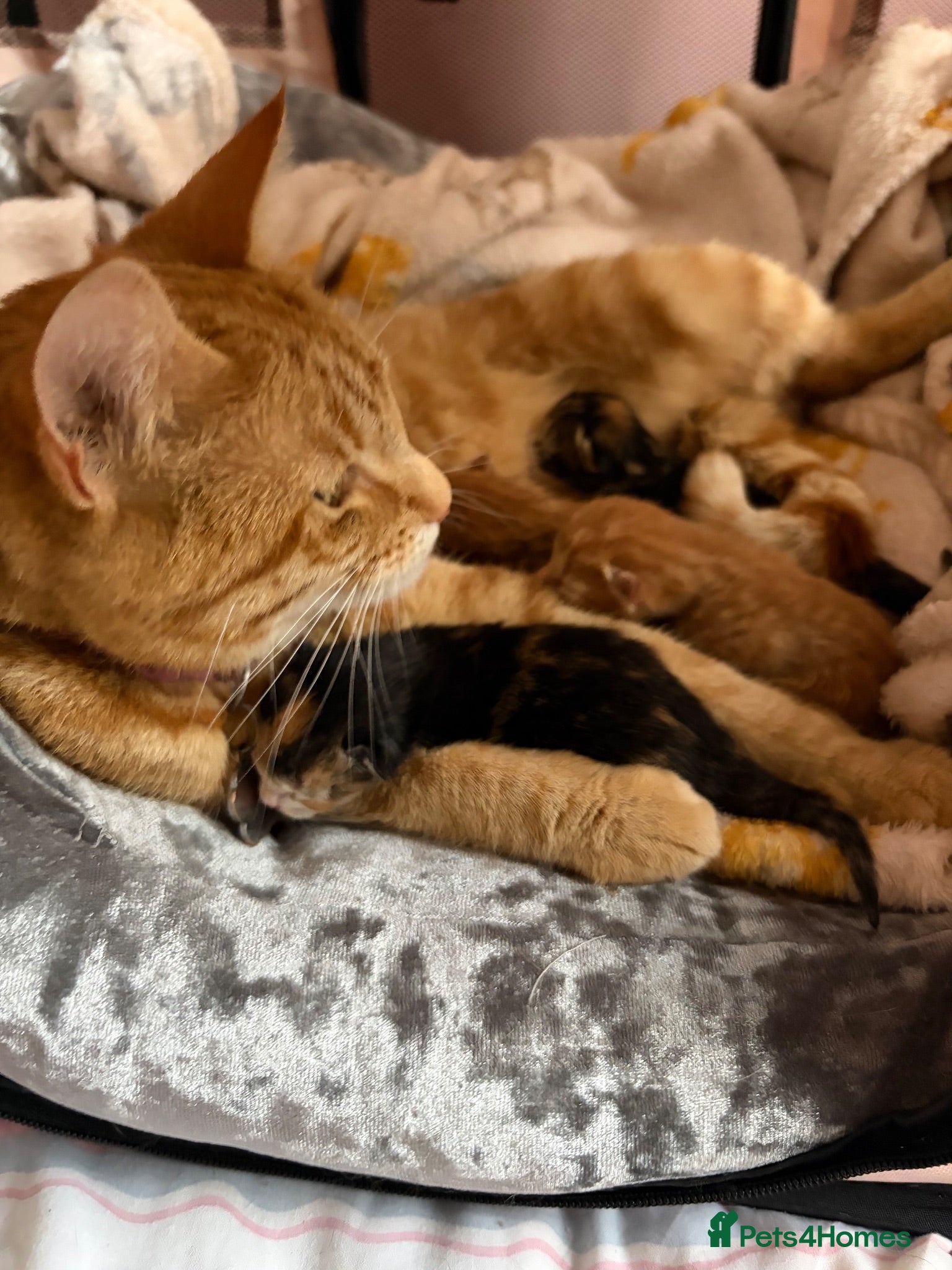 Mixed Breed cats Beautiful kittens  - Advert 2