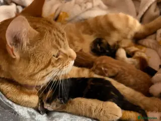 Mixed Breed cats Beautiful kittens - Advert 6