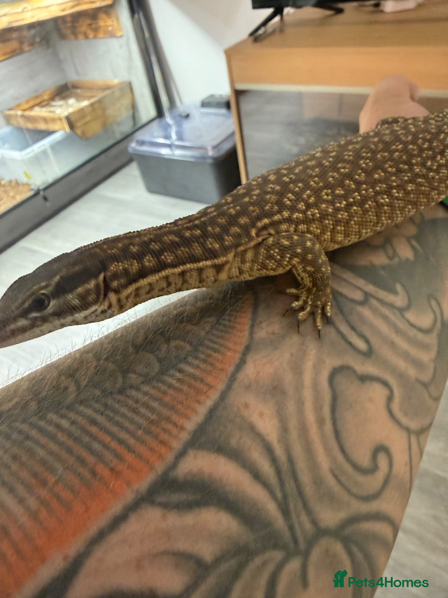 Monitor reptiles Ackie monitor believed 1.1 pair.  - Advert 1