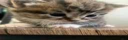 Mixed Breed cats for sale: Garfield  in Hull - Advert 2