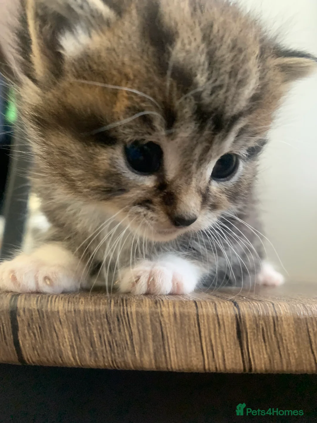 Mixed Breed cats for sale: Garfield  in Hull - Advert 2