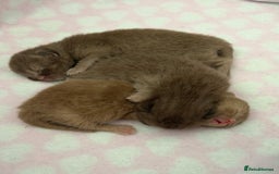 British Shorthair cats for sale: Chocolate British Shorthair Kittens - Image 8