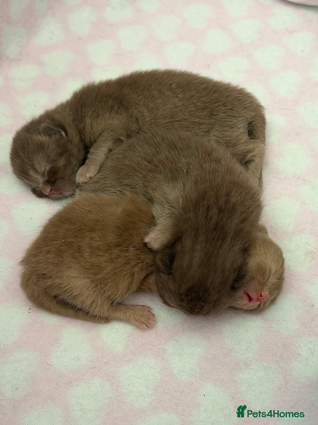 British Shorthair cats for sale: Chocolate British Shorthair Kittens - Image 8