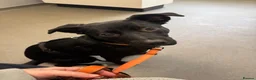 Mixed Breed dogs for sale: Rehoming Raven  in Cheadle - Advert 6
