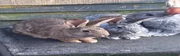 Continental Giant rabbits for sale: Continentals ready now - Advert 4