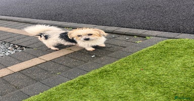 Mixed Breed dogs 5 beautiful jackshund puppies for sale - Advert 1